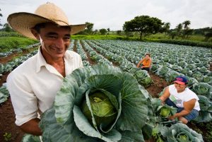 Read more about the article Oportunidade: Prefeitura de Ipueiras realiza chamamento público para compra de produtos da agricultura familiar