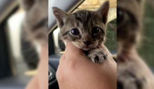 Read more about the article Polícia prende idosa por maltratar filhotes de gatos em Canindé