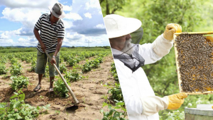 Read more about the article Ipueiras-CE: Alimentação escolar – apicultores do Município ficam de fora do PNAE e Feijão não será comprado de produtores do Município