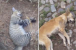 Read more about the article Ipueiras-CE: Animais estão sendo mortos por envenenamento com frequência em rua do município