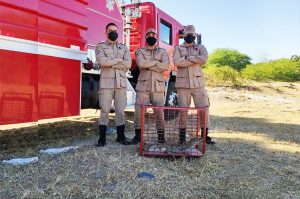 Read more about the article Ipueiras-CE: Corpo de Bombeiros realiza captura de Jacaré no distrito de Gázea