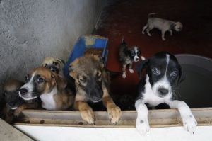 Read more about the article Abrigo São Lázaro encerra o resgate de animais por falta de doações