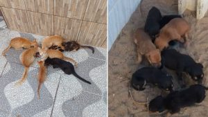 Read more about the article Ipueiras-CE: Moradores reclamam do abandono de animais em rua próximo ao rio Jatobá