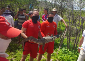 Read more about the article Ipueiras-CE: Jacaré é capturado pelo Corpo de Bombeiros no distrito de Charito