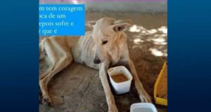 Read more about the article Cachorro teve a boca colada por pessoa no distrito de Nova Fátima em Ipueiras