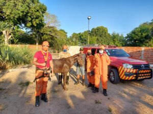 Read more about the article Corpo de Bombeiros encerra fevereiro com quase 800 resgates de animais