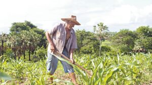 Read more about the article Fé ou ciência? A chuva no Dia de São José  é importante para os agricultores