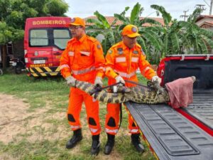 Read more about the article Bombeiros Militares resgatam mais de 10 mil animais no Ceará em 2023