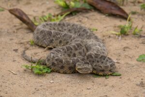 Read more about the article Homem é picado por cobra Jararaca enquanto trabalhava na roça em Croatá