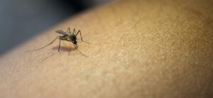 Read more about the article Ceará é o estado com maior incidência de chikungunya no Nordeste