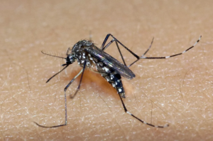 Read more about the article Casos confirmados de dengue mais que dobram entre maio e junho no Ceará