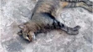 Read more about the article Ipueiras-CE: Gatos são encontrados mortos com sinais de envenenamento em Charito