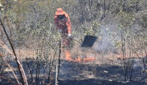 Read more about the article Dois Incêndios em vegetação são registrados na sede de Ipueiras em menos de 24 horas