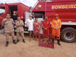 Read more about the article Bombeiros resgatam tamanduá-bandeira na localidade de Góes em Ipueiras