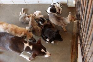 Read more about the article Criador de ovelhas é acusado de matar pelo menos 15 cachorros no interior do Ceará