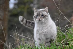 Read more about the article Dia Mundial dos Gatos: veja cuidados para garantir a saúde dos felinos