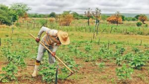 Read more about the article 181 municípios do Ceará são convocados para assinarem adesão ao Garantia Safra