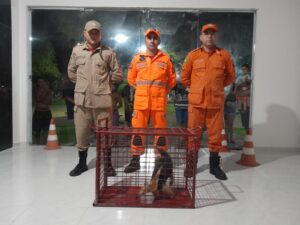 Read more about the article Bombeiros resgatam Tamanduá dentro da sede da Prefeitura de Ipueiras