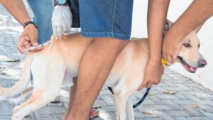 Read more about the article Raiva humana: veja sintomas, como se prevenir e onde buscar vacina