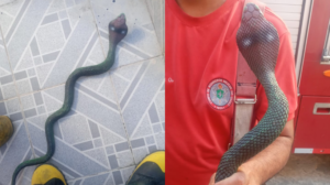 Read more about the article Cobra naja assusta moradora em Fortaleza e bombeiros descobrem que animal é de brinquedo