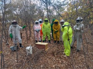 Read more about the article Bombeiros Militares de Ipueiras irão resgatar e criar abelhas para a produção de mel