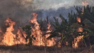 Read more about the article Homem tem 50% do corpo queimado em incêndio em bananeiras em Ipueiras