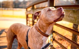 Read more about the article Coleiras anti-latido que dão choques em animais passam a ser proibidas no Ceará