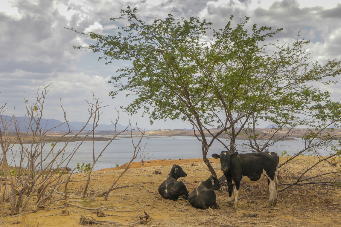 Read more about the article Mais de 30 cidades do Ceará estão em situação de emergência por seca ou estiagem; veja locais