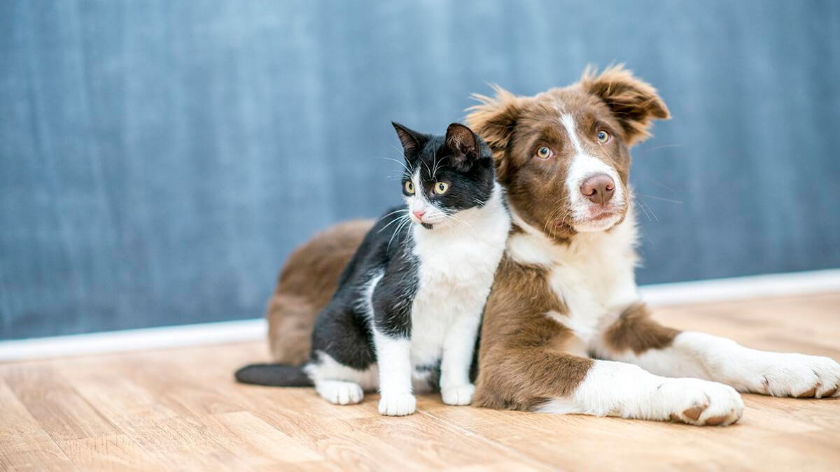 Read more about the article Cães e gatos domésticos terão  direito a RG com cadastro  nacional a partir de 2025