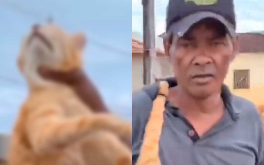 Read more about the article Homem é preso após assassinar gato  e desfilar com o animal nas costas;  ‘troféu pelas ruas’