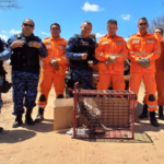 Bombeiros Militares resgatam  porco-espinho na zona rural de Ipu