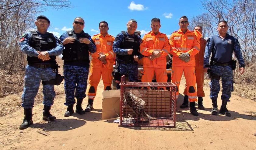 Bombeiros Militares resgatam  porco-espinho na zona rural de Ipu