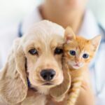 Prefeitura de Ipueiras realiza o Dia D de vacinação antirrábica para Cães e Gatos