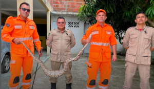 Read more about the article Bombeiros capturam cobra jiboia de 2 metros em quintal de casa em Ipueiras