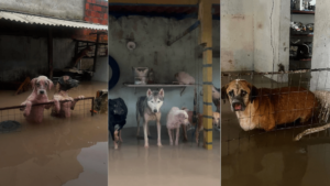 Read more about the article Água invade abrigo, em Caucaia, e  provoca morte de animais; instituição  pede doações