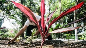 Read more about the article Com 40 casos no Ceará, conheça a ‘Doença do Jardineiro’, capaz de provocar múltiplas lesões na pele