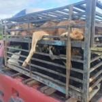 Projeto estipula apreensão de veículo por transporte irregular de animais vivos