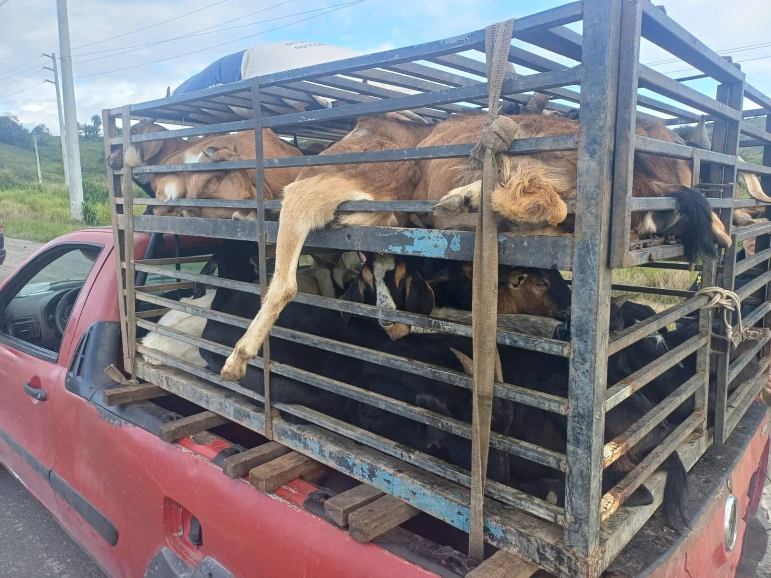 Projeto estipula apreensão de veículo por transporte irregular de animais vivos