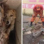 Cachorro é resgatado por bombeiros após ficar preso em bueiro na Parangaba