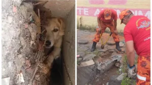 Read more about the article Cachorro é resgatado por bombeiros após ficar preso em bueiro na Parangaba