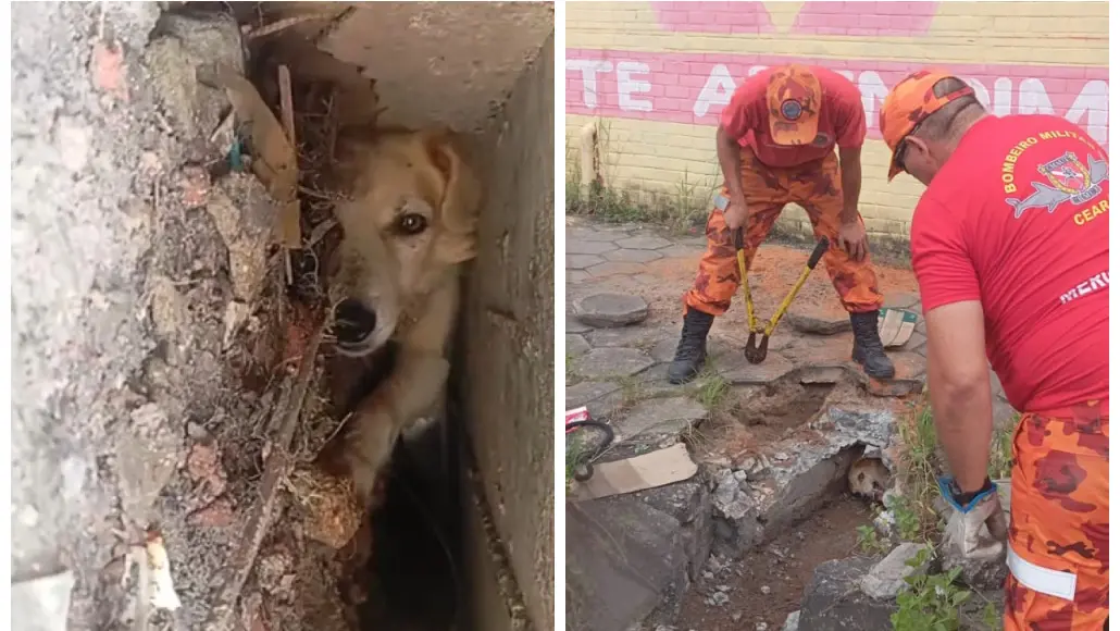 Cachorro é resgatado por bombeiros após ficar preso em bueiro na Parangaba