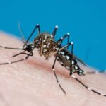 Ministério da Saúde alerta para risco de aumento da dengue com avanço do El Niño; Ibiapaba e Região Norte do Ceará já registram alta incidência