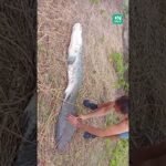 Pirarucu de quase 2 metros é encontrado morto em açude de Tamboril