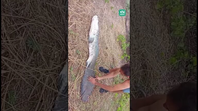 Pirarucu de quase 2 metros é encontrado morto em açude de Tamboril