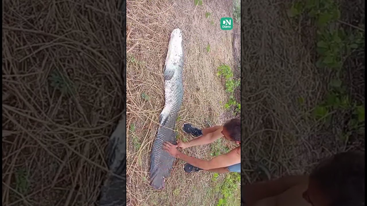 Pirarucu de quase 2 metros é encontrado morto em açude de Tamboril